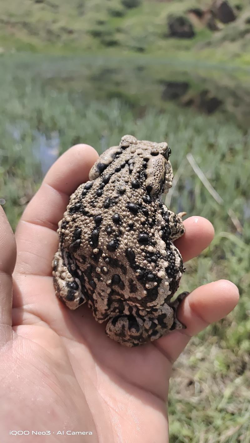 关于,A€??蜍?jN脂#蟆的信息